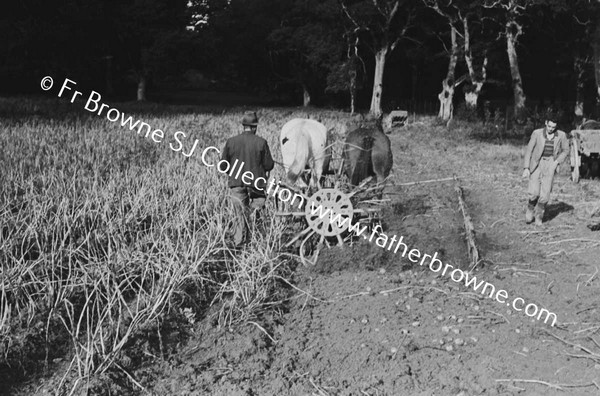 LIFTING POTATO CROP OAKWOOD TRAINGLE